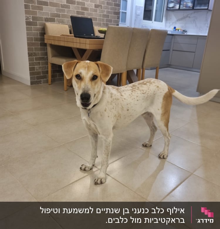 כלב עומד על רצפת קרמיקה במטבח מודרני